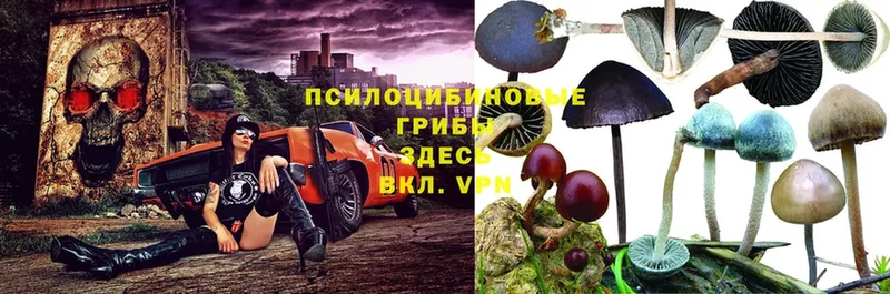 MEGA ТОР  Кисловодск  Галлюциногенные грибы мухоморы 